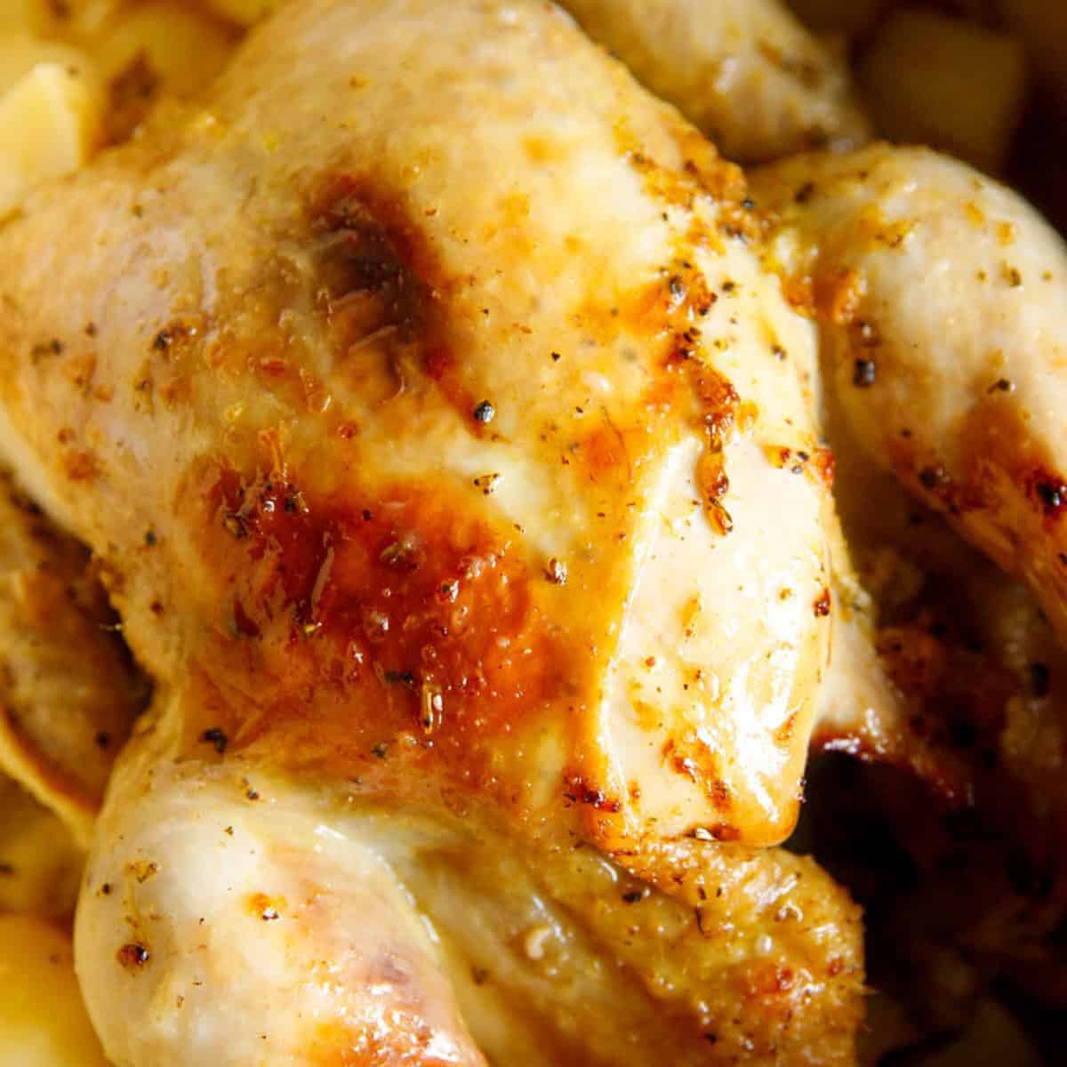 Whole golden roasted chicken in Dutch oven